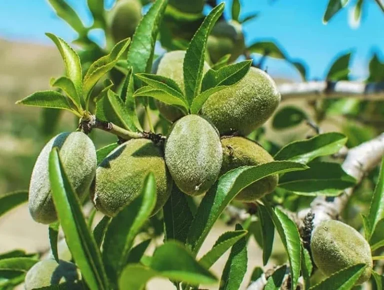 درخت بادام در چه مناطقی رشد میکند