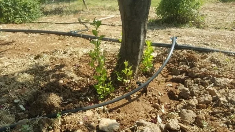 زمان قطع آبیاری درخت گردو