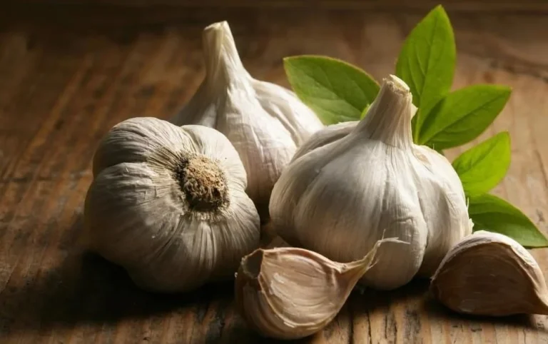 سیر سیاه برای لاغری چگونه مصرف شود ؟