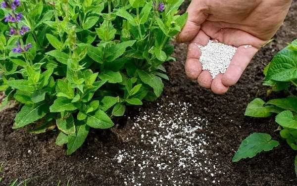 کود 10 52 10 خرید جهت ریشه زایی بیشتر گیاه